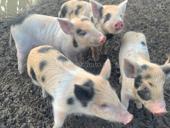 Продам поросят