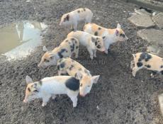 Продам поросят