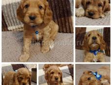 Щенки Спаниель 💞💞💞💞💞💞💞💞💞💞💞