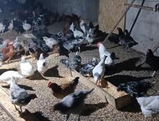 Домашние куры 