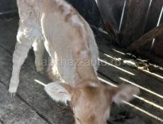 Гулрыпш. Мархяул.