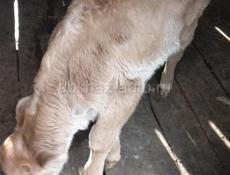 Гулрыпш. Мархяул.