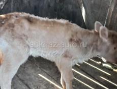 Гулрыпш. Мархяул.