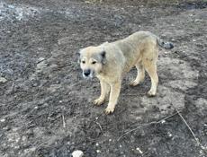 Отдам Кавказ овчарка сука года 3 