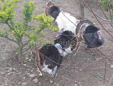 Продаю индюшек