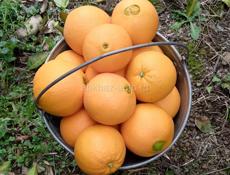 Апельсины с доставкой! Оптом!