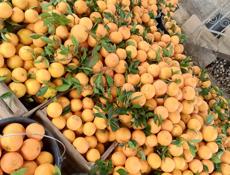 Апельсины с доставкой! Оптом!