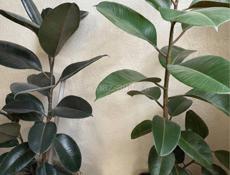 Фикус 1 метр