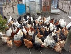 Продаю курей