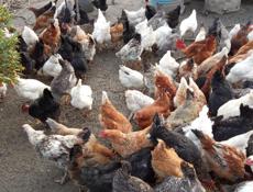 Продаю курей