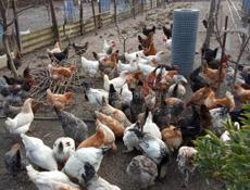 Продаю курей