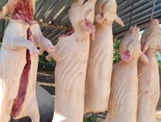 Готовые поросята