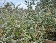 Продаются саженцы серебристого эвкалипта.Цена 250 рублей корень.От 100 организуем доставку.