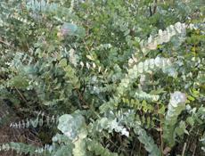 Продаются саженцы серебристого эвкалипта.Цена 250 рублей корень.От 100 организуем доставку.