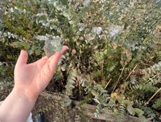 Продаются саженцы серебристого эвкалипта.Цена 250 рублей корень.От 100 организуем доставку.