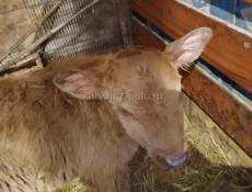 Продаю теленка 