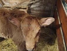 Продаю теленка 