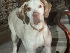 Продаётся щенок чистокровного англисского поинтера. Возраст 6 месяцев. Пару раз выводил на охоту выстрела не боится.,послушная. Все прививки имеются, девочка. 