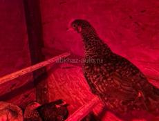 цеплятам полтора месяца 