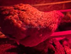 цеплятам полтора месяца 