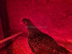 цеплятам полтора месяца 