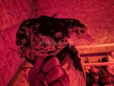 цеплятам полтора месяца 