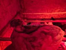 цеплятам полтора месяца 