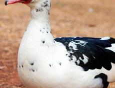 Продам индоуток, живых , 2т шт, (селений )