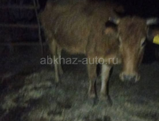 Продаётся дойная корова 
