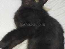 Отдам котят