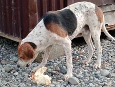 Заберите Собаку /// Аеропорт ///