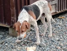 Заберите Собаку /// Аеропорт ///