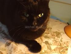 Котёнок наполовину мейнкун