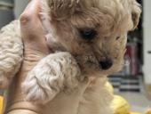 Девочка мальтипу