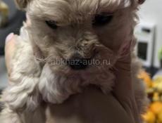 Девочка мальтипу