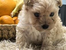 Девочка мальтипу