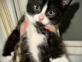 Маленькие КОТЯТА 