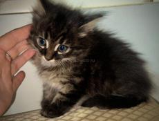 Маленькие КОТЯТА