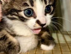 Маленькие КОТЯТА