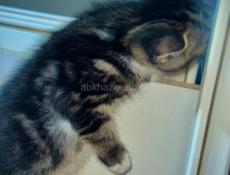 Маленькие КОТЯТА