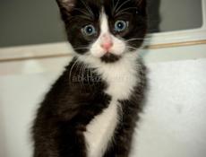 Маленькие КОТЯТА