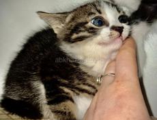 Маленькие КОТЯТА