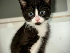 Маленькие КОТЯТА