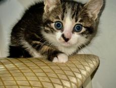 Маленькие КОТЯТА