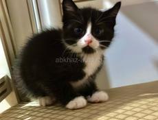 Маленькие КОТЯТА