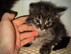 Маленькие КОТЯТА