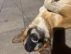 В частном доме в городе Сухум сдается комната посуточно со всеми удобствами 2000т в сутки .Ул.Абазинская 46 ( ориентир ) маленький рынок . WhatsApp +7 (988) 867-09-15 либо 2263101