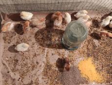 Продаю цыплят разных пород им 2 недели 