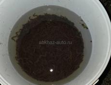 Морской червь