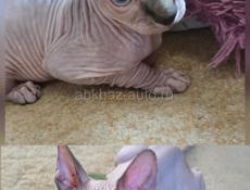 Канадский сфинкс